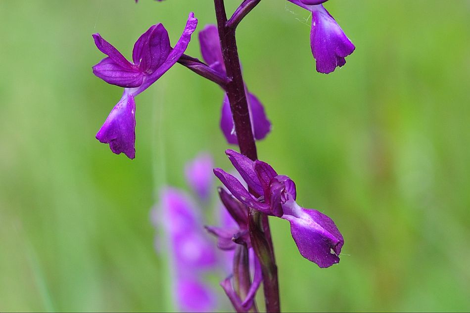 Anacamptis laxiflora